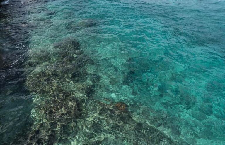 Cozumel: Day at El Cielo Bay - Snorkeling at Palancar Reef
