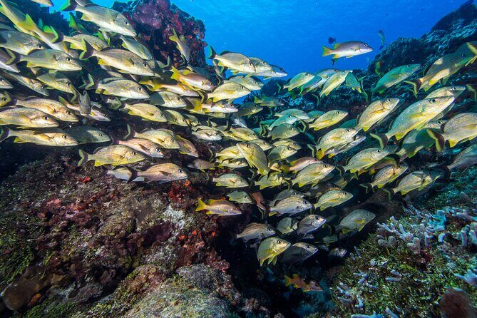 Cozumel Dive Package - Certified Divers from the Riviera Maya (4 dives) - A Closer Look at the Itinerary
