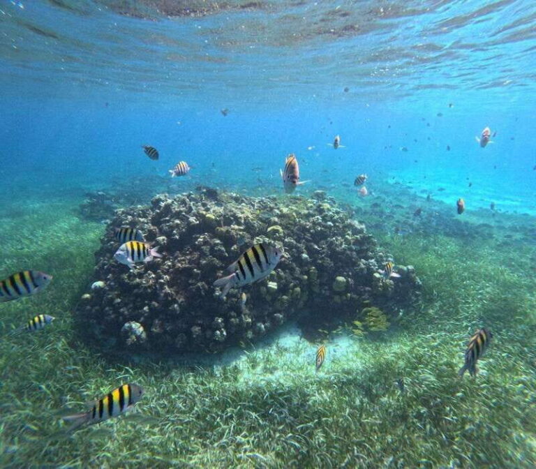 Cozumel, El Cielo: 4-Hour Private Tour - What Reviews Say