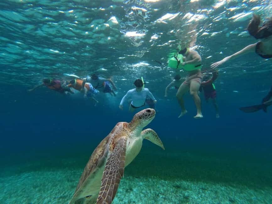 Cozumel, El Cielo: 4-Hour Shared Snorkeling Tour - Who Will Love This Tour?