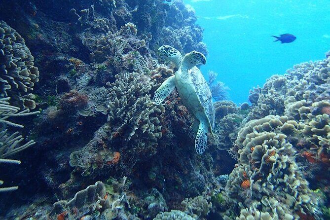 Cozumel El Cielo Tour! Palancar & Colombia Reef from Cancun - The Experience: Authentic Undersea Encounters