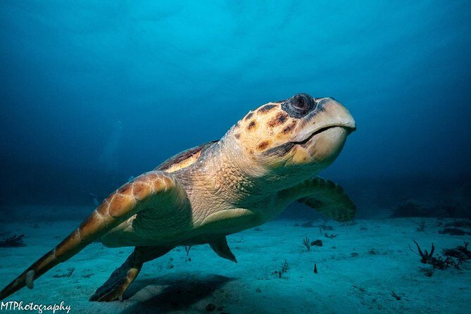 Cozumel Express 2-Tank Dives from Playa del Carmen/ Only for Certified Divers - What the Price Reflects