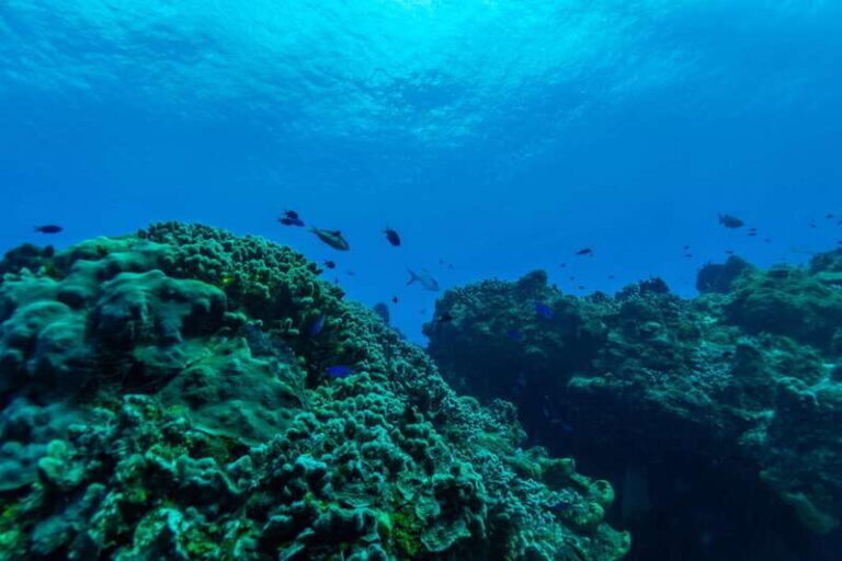 Cozumel: Fun Dive Adventure for Certificates - Final Thoughts: Is It Worth It?