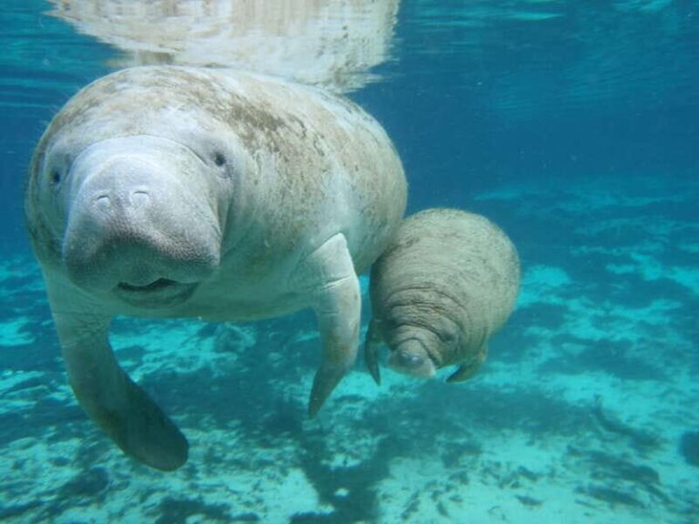 Cozumel: Manatee Encounter, Chankanaab Admission and Buffet - The Sum Up: Is It Worth It?