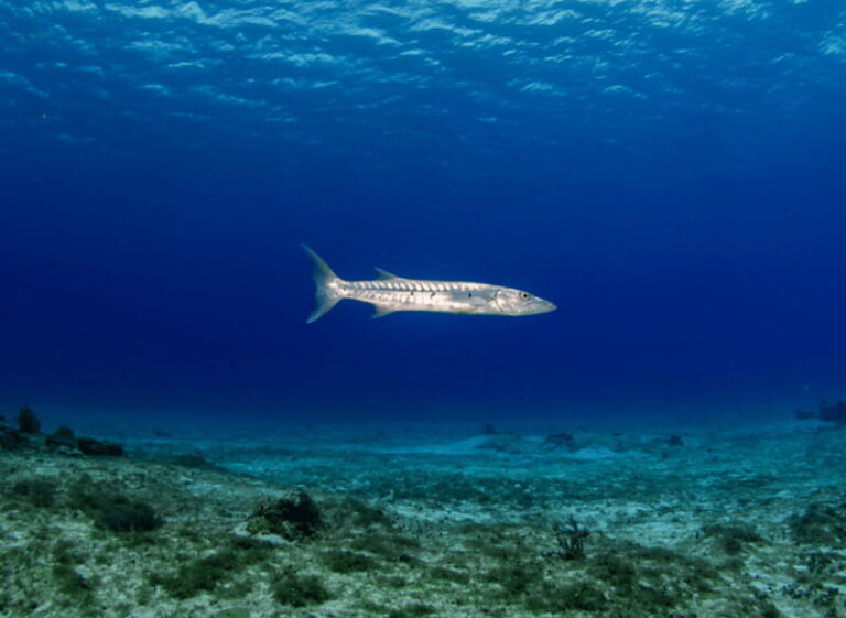 Cozumel Marine Park: Discover Scuba Diving Experience - Who Is This Tour Best For?