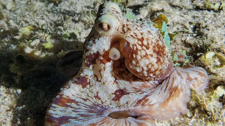 Cozumel: Night Snorkel Adventure - What to Expect: The Itinerary Breakdown