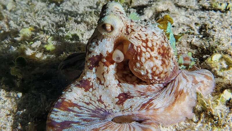 Cozumel: Night Snorkel Adventure - What to Expect: The Itinerary Breakdown