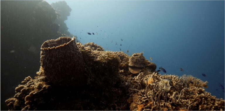 Cozumel: Ocean Dive - What to Expect on the Day