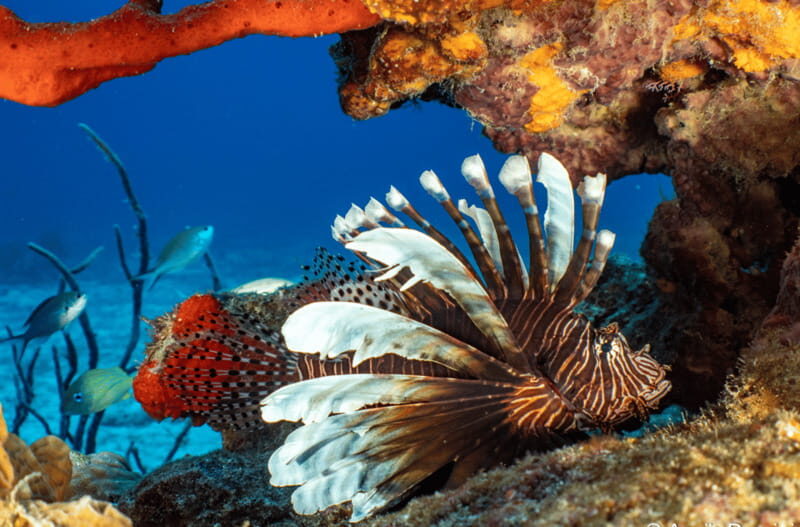 Cozumel: Open Water PADI Diver Course - Final Thoughts: Is the Cozumel PADI Open Water Course Right for You?