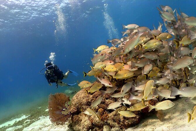 Cozumel Scuba Dive at Chankanaab - Who Should Consider This Tour?