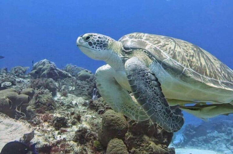 Cozumel Scuba Diving: 2 Tanks in the National Park for certified divers - What Makes This Tour Stand Out?