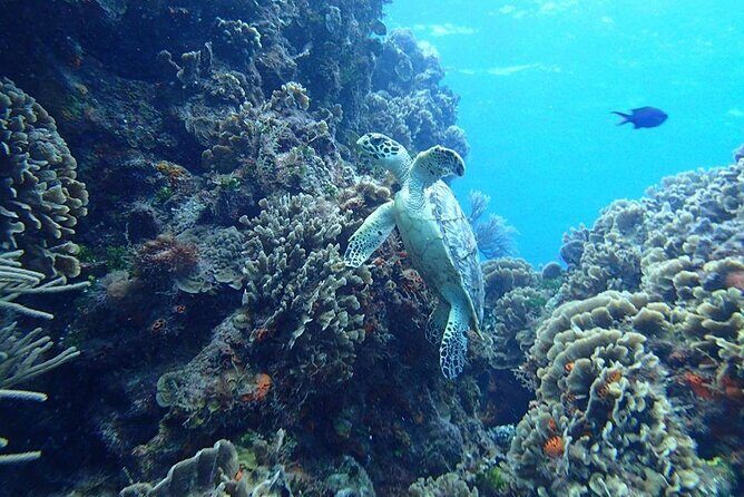 Cozumel Snorkel at El Cielo & 2 Reefs! Transportation from Tulum - Who Is This Tour Best For?