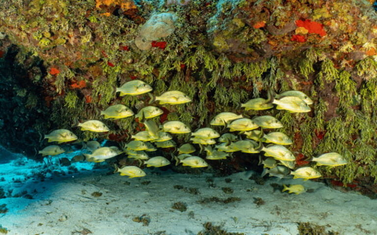 Cozumel: Snorkeling Boat Tour - Who Is This Tour Best For?