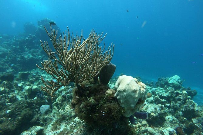 Cozumel Snorkeling Experience! El Cielo Reef from Cancun & Playa del Carmen - Who is This Tour Perfect For?