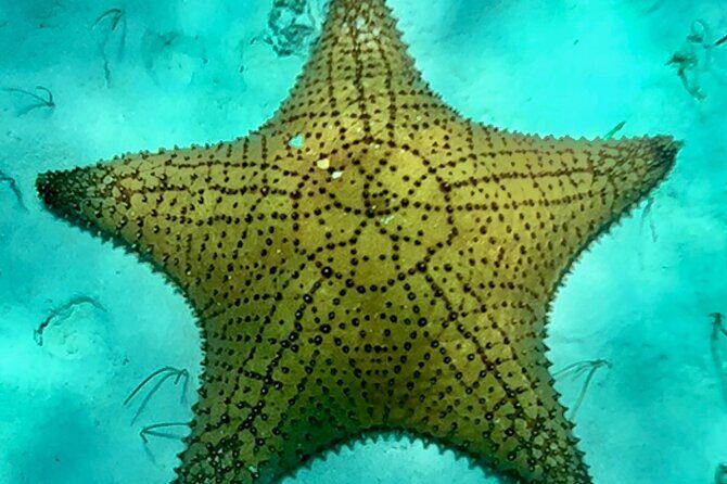 Cozumel Snorkeling Reef Experience with Ceviche and Beers - A Closer Look at the Itinerary