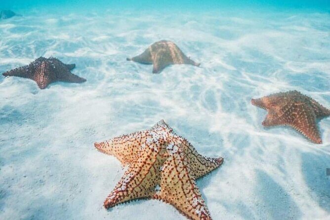 Cozumel Snorkeling Tour to Palancar Reef and El Cielo - The Sum Up