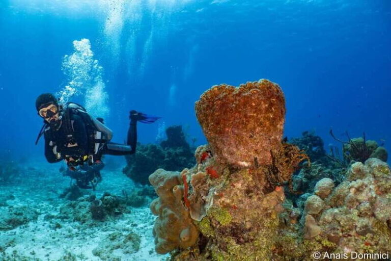 Cozumel: South Marine Park & Cozumel Reef Scuba Diving Tour - The Experience of Diving in Cozumel
