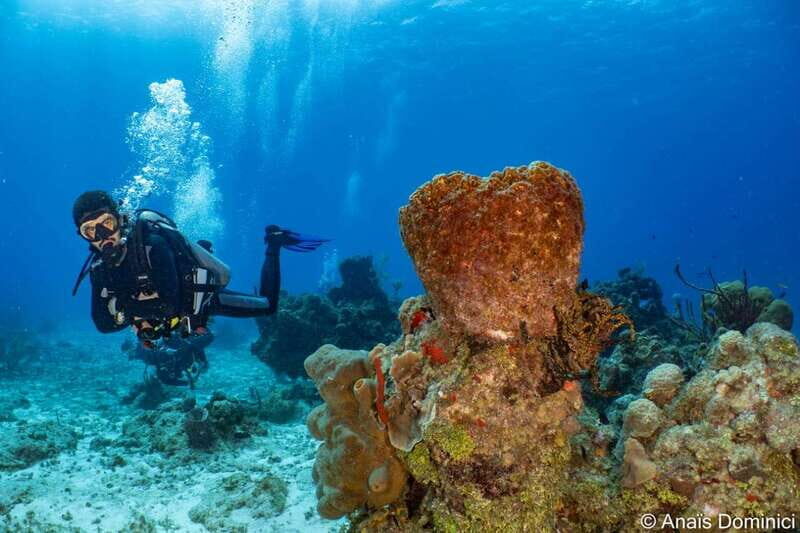 Cozumel: South Marine Park & Cozumel Reef Scuba Diving Tour - The Experience of Diving in Cozumel