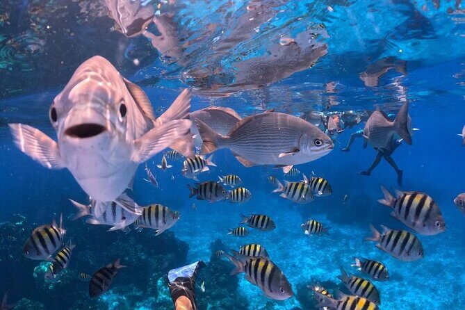 Cozumel's Best: Snorkel Adventure in El Cielo and El Cielito - Authentic Experiences and Traveler Feedback