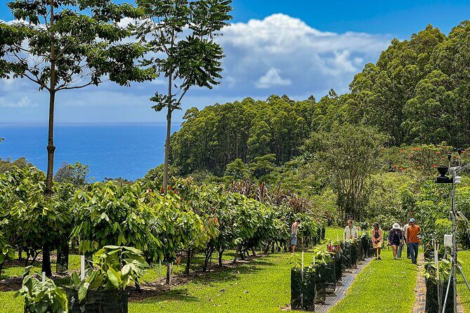 Craft Chocolate Tasting and Farm Experience on the Big Island - The Farm Tour