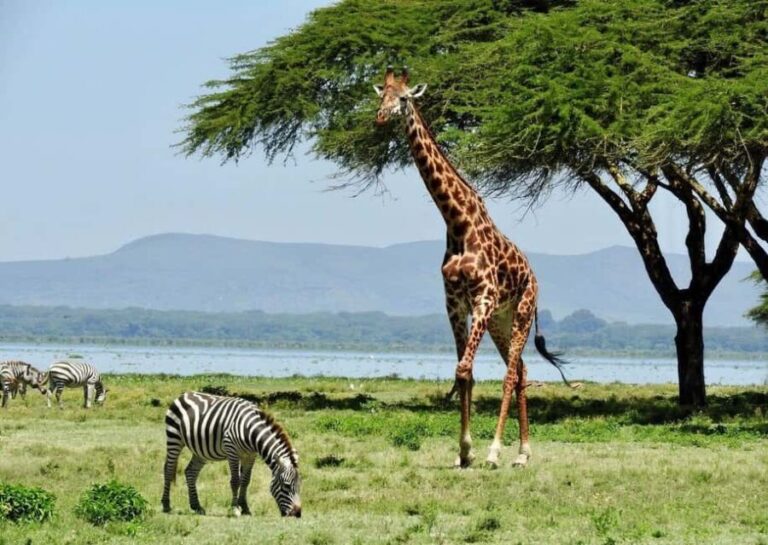 Crescent Island Day Trip with Boat Ride from Nairobi - Lunch with a View