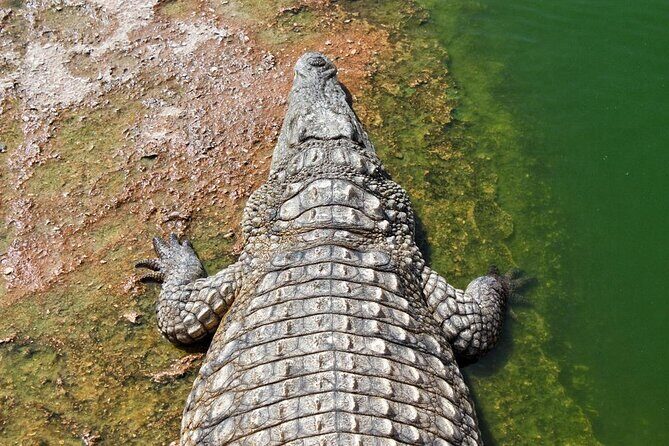 Crocodil Park transport and entrance ticket Crocoparc Included - The Journey to Crocoparc