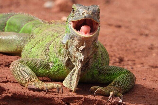 Crocoparc Trip from Agadir - Why This Tour Offers Good Value