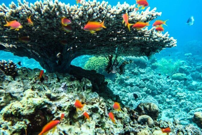 Cruise Experience Half-Day from Aqaba - The Value of the Experience