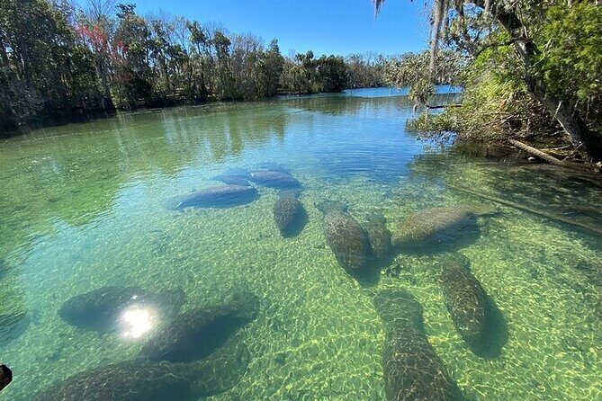 Crystal River Boat and Nature Tour - Why This Tour Might Be a Great Choice