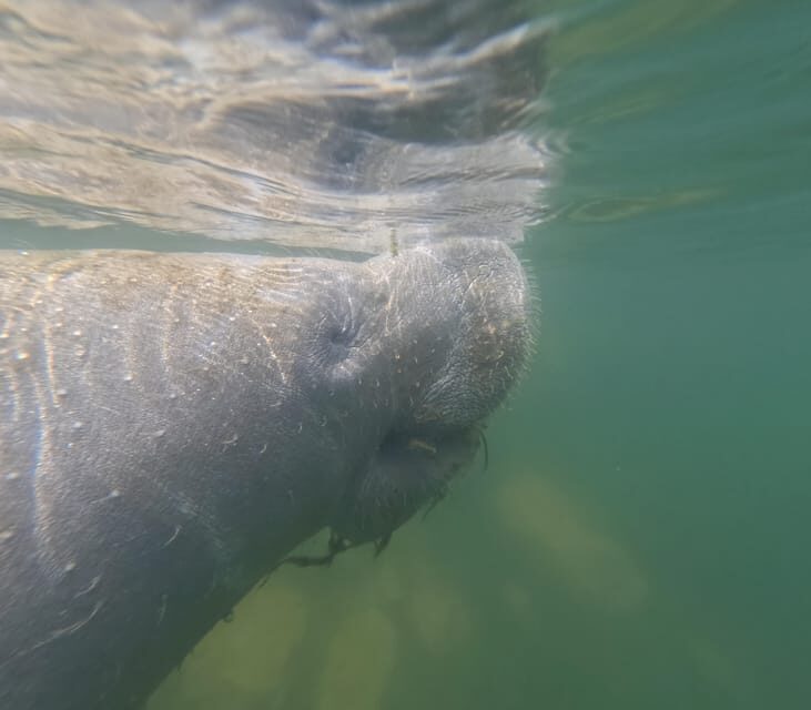 Crystal River: Guided Manatee Snorkeling Tour - The Itinerary in Detail