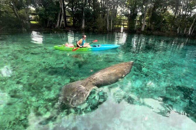 Crystal River Kayak RentalThree Sisters Springs & Manatee Refuge - Why This Tour Offers Good Value