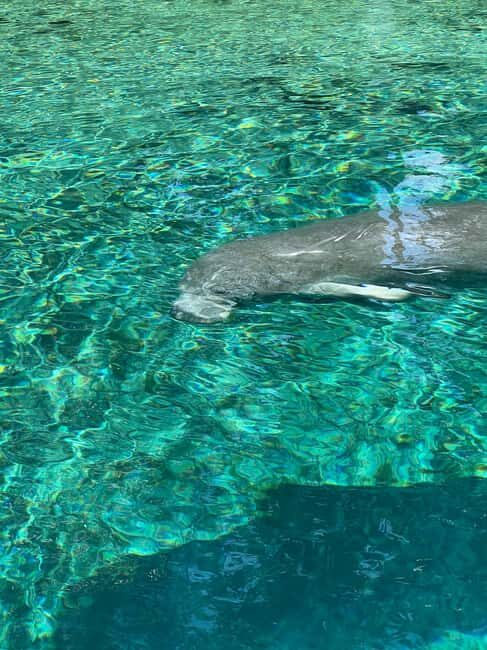 Crystal River: Manatee Season Tour w/ Free Photo Package - Who Will Love This Tour?