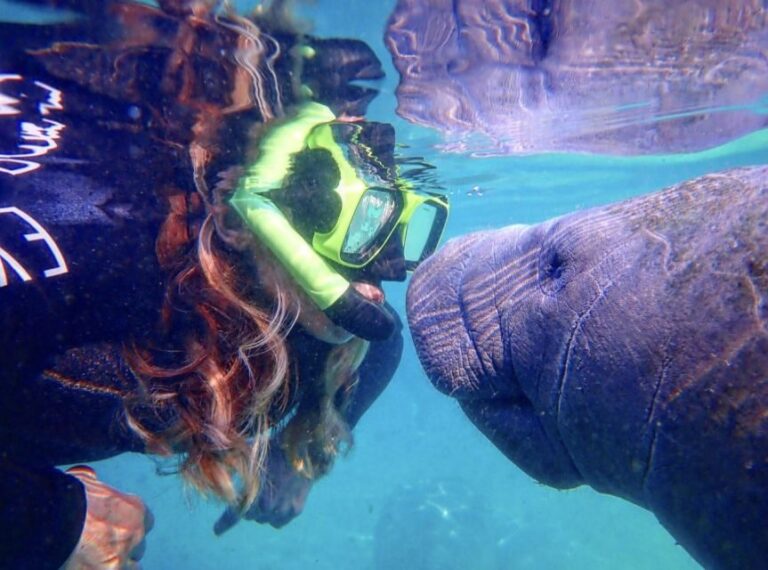 Crystal River: Manatee Swim Group Tour - What to Expect on the Tour