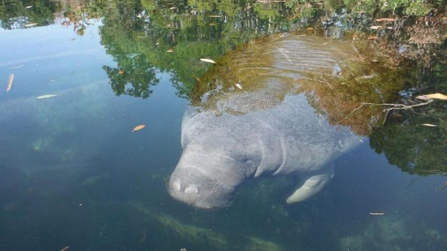 Crystal River: Manatee Viewing Cruise - Who Should Consider This Tour?
