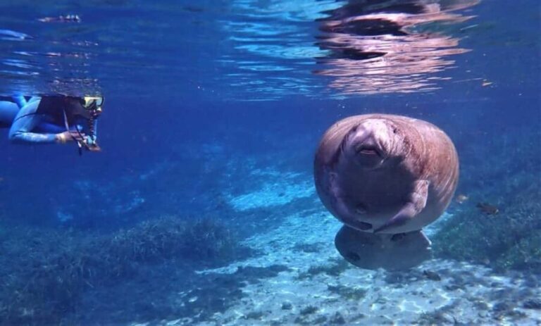 Crystal River: VIP Kayak and Swim with Manatees Tour - The Price and Overall Value
