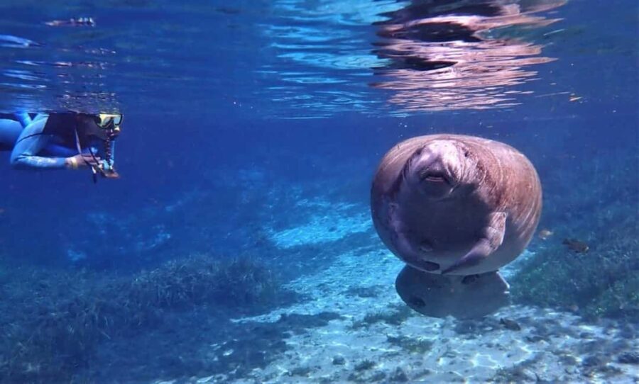 Crystal River: VIP Kayak and Swim with Manatees Tour - The Price and Overall Value