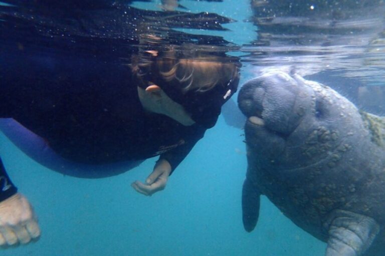 Crystal River: VIP Manatee Swim w/ In-water Photographer - The Value of This Tour