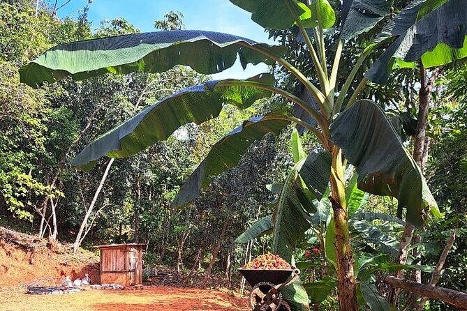 Cultural Immersion in Cacao and Coffee in the Southern Sierra of Oaxaca - Frequently Asked Questions