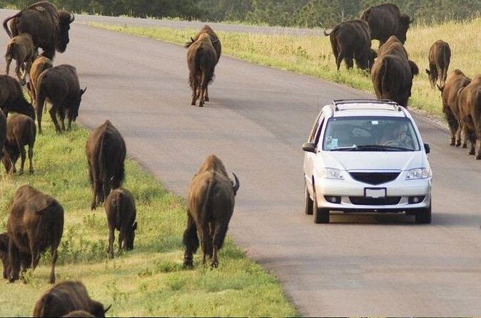 Custer State Park Wildlife Loop and Needles Highway Shared Tour - Authentic Experiences and Real Traveler Insights