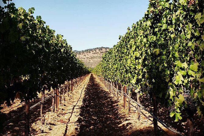 Custom 6-Hour Napa Valley Wine Tour in a Luxury Vehicle - An In-Depth Review of the Napa Valley Luxury Tour
