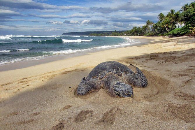 Custom Island Tour - for 4 to 5 people - up to 8 hours - Private tour of Oahu - Who Will Love This Tour?