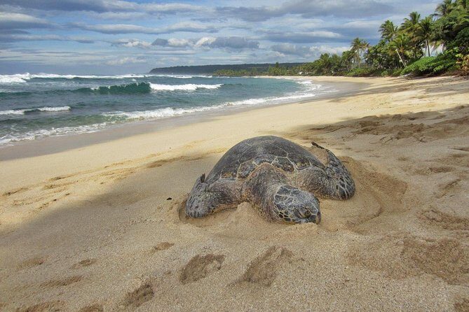 Custom Island Tour - for 6 to 14 people - up to 8 hours - Private tour of Oahu - Authentic Experiences and Real Traveler Feedback