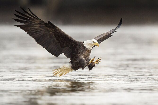 Customizable Private Tour in Ketchikan with Pick Up - Guides and Personal Touch