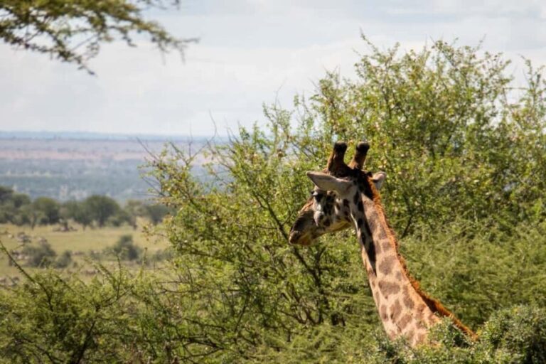 Daan Viljoen Sunrise Private Tour: A Wildlife Discovery Hike - Practical Details and Value