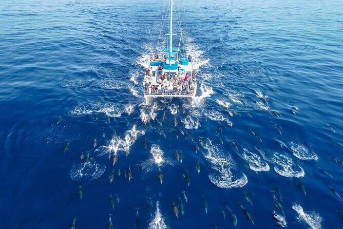 Dana Point Dolphin and Whale Watching Eco-Safari - Sightings and Wildlife
