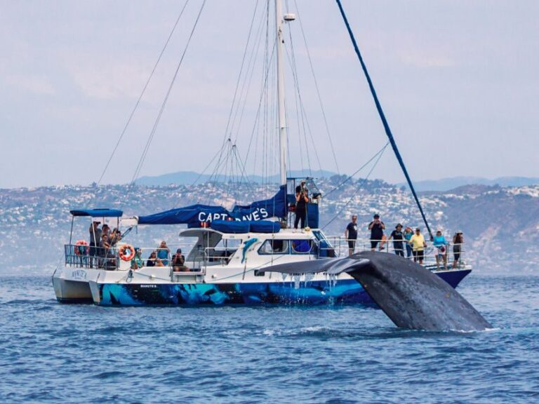 Dana Point Dolphin & Whale Watching With Underwater Viewing - The Marine Life You Might See