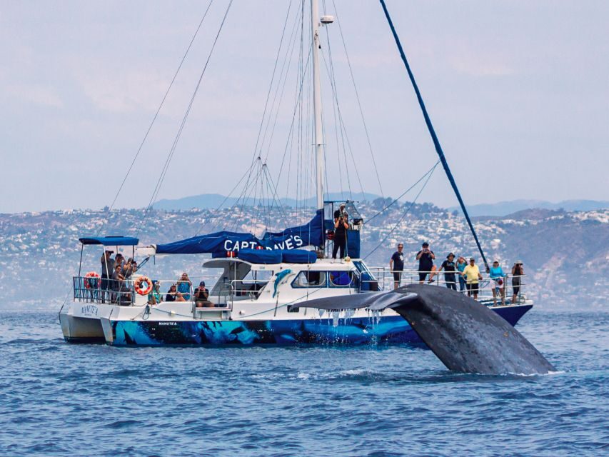 Dana Point Dolphin & Whale Watching With Underwater Viewing - The Marine Life You Might See