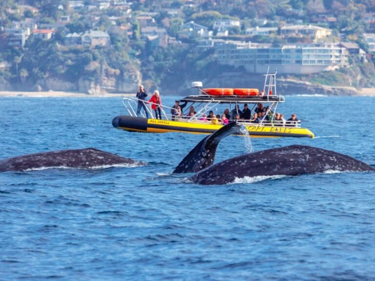 Dana Point Fast & Fun Zodiac-Style Dolphin & Whale Watching - What Makes This Tour Stand Out