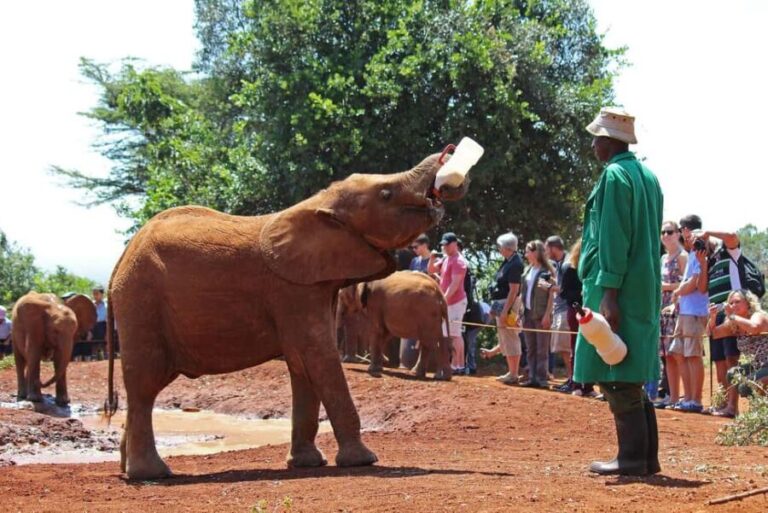 David Sheldrick Wildlife Trust Guided Tour and Tickets - Who Will Benefit Most from This Tour?