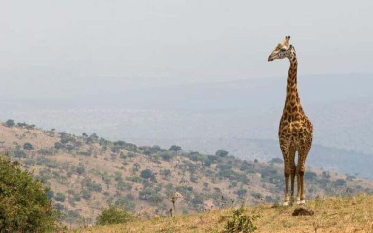 Day 3 : Game Drive and Transfer to Kigali - Exploring the Itinerary in Detail